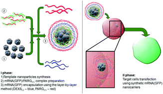 Graphical abstract: A highly efficient and safe gene delivery platform based on polyelectrolyte core–shell nanoparticles for hard-to-transfect clinically relevant cell types