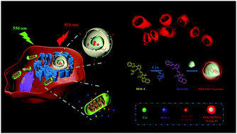 Graphical abstract: A novel fluorescent probe for the localization of nucleoli developed via a chain reaction of endogenous cysteine in cells