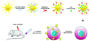 Graphical abstract: Cytokine-induced killer cells-assisted tumor-targeting delivery of Her-2 monoclonal antibody-conjugated gold nanostars with NIR photosensitizer for enhanced therapy of cancer