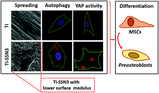 Graphical abstract: Osteogenesis regulation of mesenchymal stem cells via autophagy induced by silica–titanium composite surfaces with different mechanical moduli