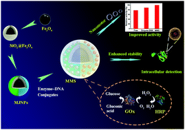 Graphical abstract: Oriented immobilization of enzyme–DNA conjugates on magnetic Janus particles for constructing a multicompartment multienzyme system with high activity and stability