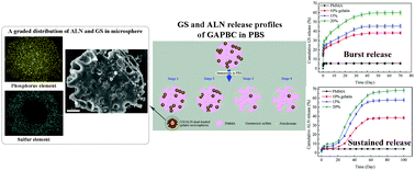 Graphical abstract: Sequential release of double drug (graded distribution) loaded gelatin microspheres/PMMA bone cement