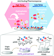 Graphical abstract: Temperature-triggered attachment and detachment of general human bio-foulants on zwitterionic polydimethylsiloxane