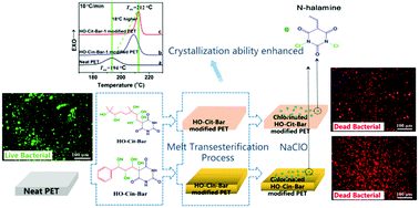 Graphical abstract: Synthesis of novel multi-hydroxyl N-halamine precursors based on barbituric acid and their applications in antibacterial poly(ethylene terephthalate) (PET) materials
