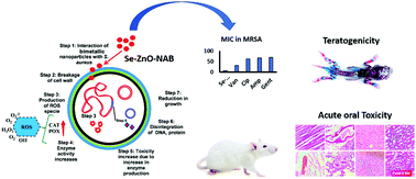 Graphical abstract: Green synthesized selenium doped zinc oxide nano-antibiotic: synthesis, characterization and evaluation of antimicrobial, nanotoxicity and teratogenicity potential