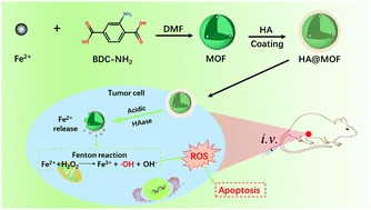 Graphical abstract: Highly stable and biocompatible hyaluronic acid-rehabilitated nanoscale MOF-Fe2+ induced ferroptosis in breast cancer cells