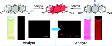 Graphical abstract: Resorufin-based responsive probes for fluorescence and colorimetric analysis