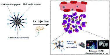 Graphical abstract: Matrix metalloproteinase-initiated aggregation of melanin nanoparticles as highly efficient contrast agent for enhanced tumor accumulation and dual-modal imaging