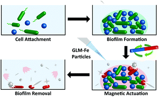 Graphical abstract: Broad-spectrum treatment of bacterial biofilms using magneto-responsive liquid metal particles