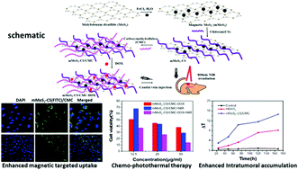 Graphical abstract: Modification of magnetic molybdenum disulfide by chitosan/carboxymethylcellulose with enhanced dispersibility for targeted photothermal-/chemotherapy of cancer