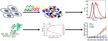 Graphical abstract: Anti-PD-L1 DNA aptamer antagonizes the interaction of PD-1/PD-L1 with antitumor effect