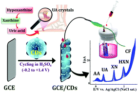 Graphical abstract: Fabrication of low-cost sustainable electrocatalyst: a diagnostic tool for multifunctional disorders in human fluids