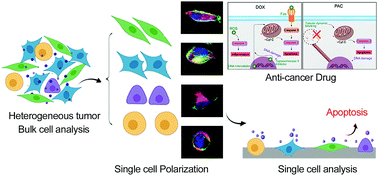 Graphical abstract: High throughput profiling drug response and apoptosis of single polar cells