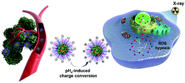 Graphical abstract: Tumor pH-triggered “charge conversion” nanocarriers with on-demand drug release for precise cancer therapy