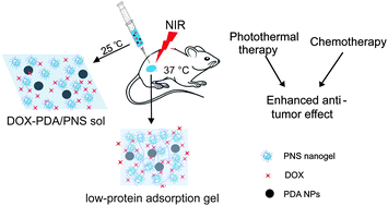 Graphical abstract: Injectable zwitterionic thermosensitive hydrogels with low-protein adsorption and combined effect of photothermal-chemotherapy