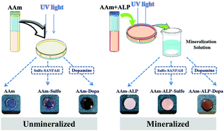 Graphical abstract: Dopamine enhances the mechanical and biological properties of enzyme-induced mineralized hydrogels