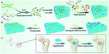Graphical abstract: Consecutive dephosphorylation by alkaline phosphatase-directed in situ formation of porous hydrogels of SF with nanocrystalline calcium phosphate ceramics for bone regeneration