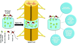 Graphical abstract: Design of hydrogel-based scaffolds for the treatment of spinal cord injuries
