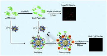 Graphical abstract: Inhibition and disaggregation of amyloid β protein fibrils through conjugated polymer–core thermoresponsive micelles