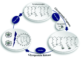 Graphical abstract: Intermolecular B–N coordination and multi-interaction synergism induced selective glycoprotein adsorption by phenylboronic acid-functionalized magnetic composites under acidic and neutral conditions