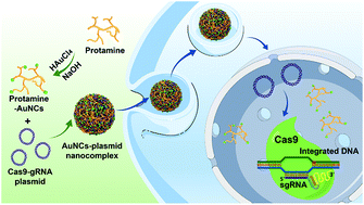 Graphical abstract: Coassembly of nucleus-targeting gold nanoclusters with CRISPR/Cas9 for simultaneous bioimaging and therapeutic genome editing