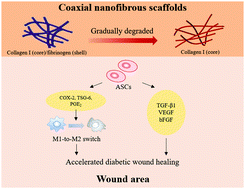 Graphical abstract: Coaxial nanofibrous scaffolds mimicking the extracellular matrix transition in the wound healing process promoting skin regeneration through enhancing immunomodulation