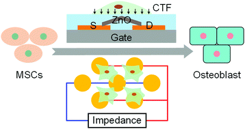 Graphical abstract: Long-term and label-free monitoring for osteogenic differentiation of mesenchymal stem cells using force sensor and impedance measurement