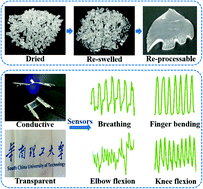 Graphical abstract: Tough thermoplastic hydrogels with re-processability and recyclability for strain sensors
