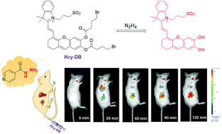 Graphical abstract: A selective and sensitive near-infrared fluorescent probe for in vivo real time tracking of exogenous and metabolized hydrazine, a genotoxic impurity