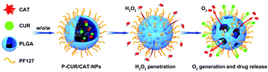 Graphical abstract: Oral nanotherapeutics with enhanced mucus penetration and ROS-responsive drug release capacities for delivery of curcumin to colitis tissues