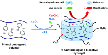Graphical abstract: Calcium peroxide-mediated in situ formation of multifunctional hydrogels with enhanced mesenchymal stem cell behaviors and antibacterial properties