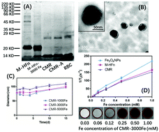 Graphical abstract: Biomimetic magnetofluorescent ferritin nanoclusters for magnetic resonance and fluorescence-dual modal imaging and targeted tumor therapy