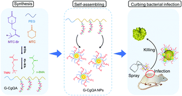 Graphical abstract: Combating drug-resistant bacterial infection using biodegradable nanoparticles assembled from comb-like polycarbonates grafted with amphiphilic polyquaternium