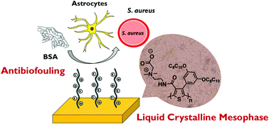 Graphical abstract: Zwitterionic liquid crystalline polythiophene as an antibiofouling biomaterial