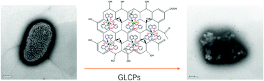 Graphical abstract: Preparation of graphene oxide (GO)/lanthanum coordination polymers for enhancement of bactericidal activity