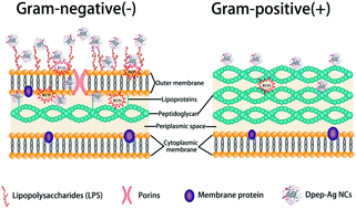 Graphical abstract: Highly efficient nanomedicine from cationic antimicrobial peptide-protected Ag nanoclusters