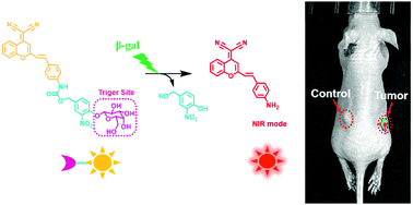 Graphical abstract: A sensitive fluorescent probe for β-galactosidase activity detection and application in ovarian tumor imaging