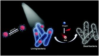 Graphical abstract: White light-triggered zwitterionic polymer nanoparticles based on an AIE-active photosensitizer for photodynamic antimicrobial therapy