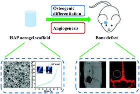 Graphical abstract: Highly porous and elastic aerogel based on ultralong hydroxyapatite nanowires for high-performance bone regeneration and neovascularization