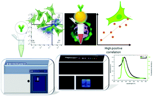 Graphical abstract: Gold nanoparticles enhance fluorescence signals by flow cytometry at low antibody concentrations