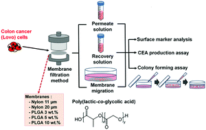 Graphical abstract: Enrichment of cancer-initiating cells from colon cancer cells through porous polymeric membranes by a membrane filtration method
