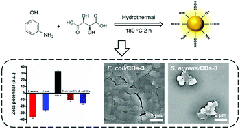 Graphical abstract: Carbon dots with positive surface charge from tartaric acid and m-aminophenol for selective killing of Gram-positive bacteria