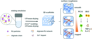 Graphical abstract: Bioactive 3D porous cobalt-doped alginate/waterborne polyurethane scaffolds with a coral reef-like rough surface for nerve tissue engineering application