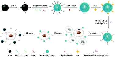 Graphical abstract: Antifouling hydrogel-coated magnetic nanoparticles for selective isolation and recovery of circulating tumor cells