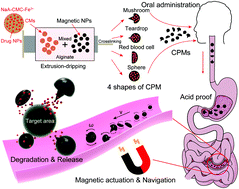 Graphical abstract: Magnetically actuated intelligent hydrogel-based child-parent microrobots for targeted drug delivery