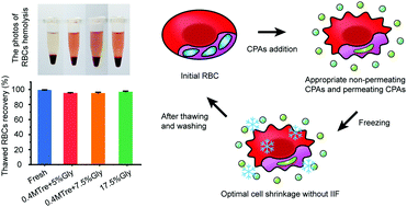 Graphical abstract: Fine-tuned dehydration by trehalose enables the cryopreservation of RBCs with unusually low concentrations of glycerol