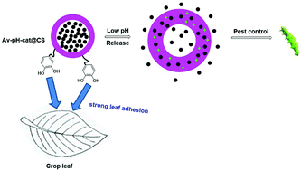 Graphical abstract: Development of leaf-adhesive pesticide nanocapsules with pH-responsive release to enhance retention time on crop leaves and improve utilization efficiency