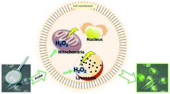 Graphical abstract: Mitochondria and lysosome-targetable fluorescent probes for hydrogen peroxide