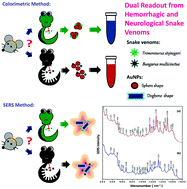 Graphical abstract: Label-free SERS characterization of snake venoms by exploring the cysteine environs with bone-shaped gold nanoparticles
