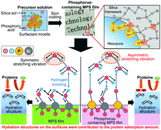 Graphical abstract: Control of the hydration layer states on phosphorus-containing mesoporous silica films and their reactivity evaluation with biological fluids